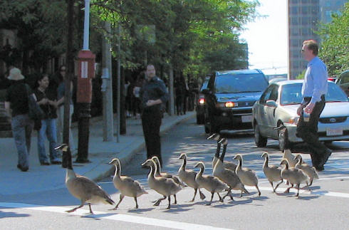 Geese Xing