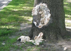 fungus among us