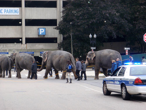 Elephants on the march