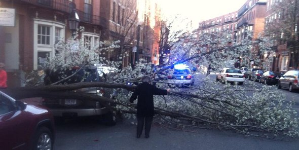 Tree down on Charles Street