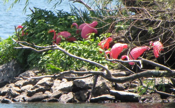 Flamingos