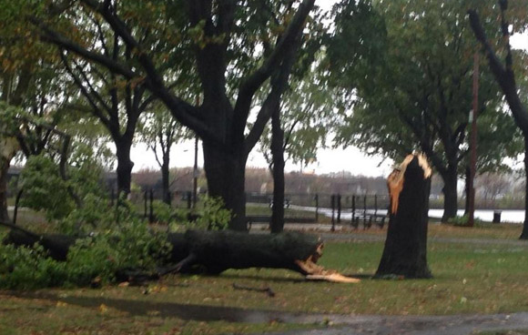 Tree down on Magazine Beach, Cambridge