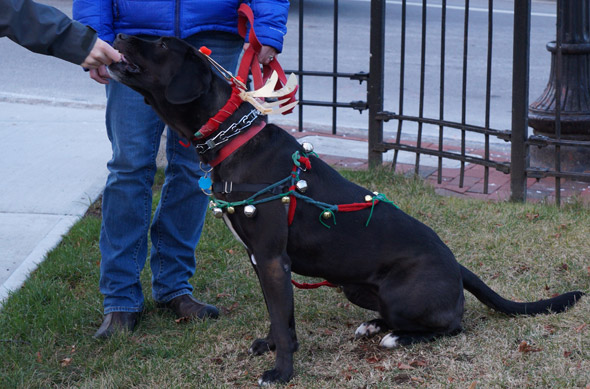 Dog in Roslindale