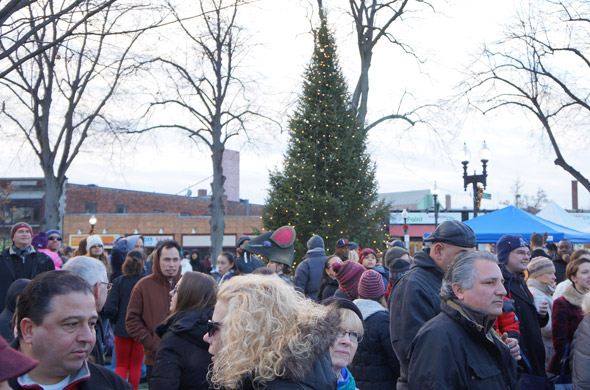 Tree in Roslindale