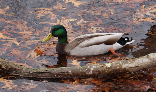 Duck in Jamaica Pond