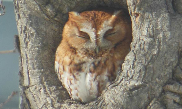 Screech owl