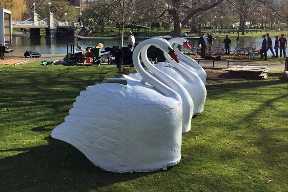 Swan Boat swans