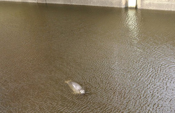 Seal in the Charles River