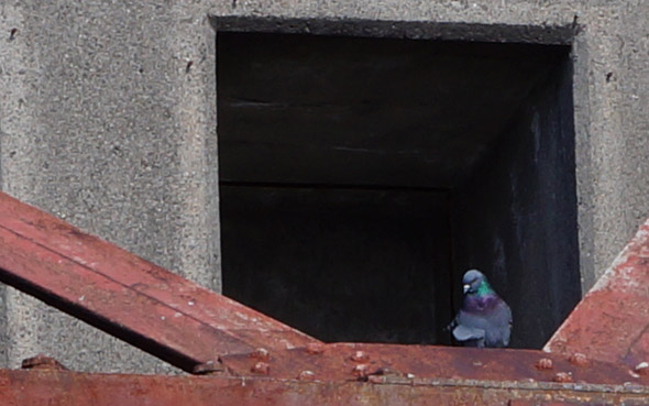 Granite Avenue bridge: Pigeons