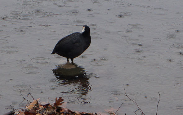 American coot in Jamaica Pond