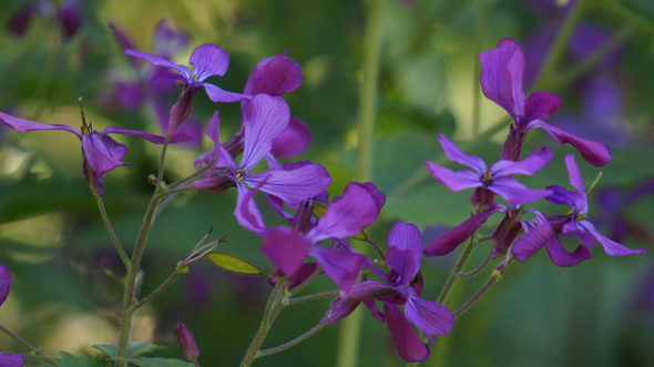 Neponset purple wildflower