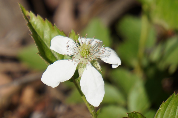 Neponset white wildflower