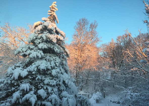 Arnold Arboretum in the snow