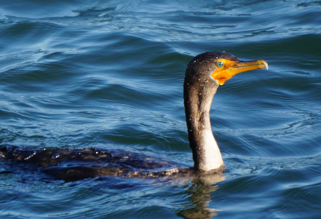 Cormorant