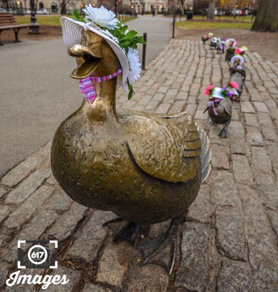 Make way for Easter Ducklings in Boston's Public Garden