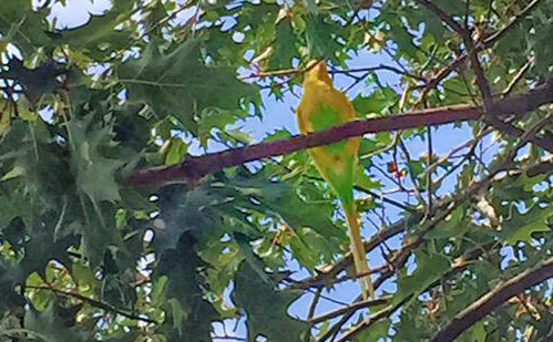 Missing bird in Carter Playground in Roxbury