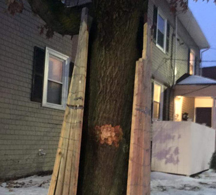 Tree on Peaceable Street