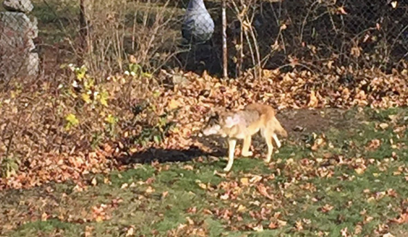 Dorchester coyote