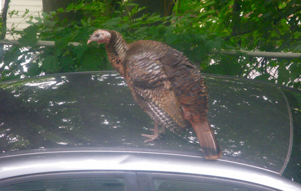 Turkey on a car in Brookline