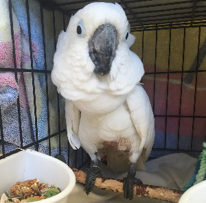 Mayfield the Cockatoo