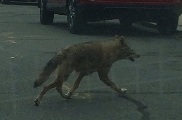 coyote in Dorchester