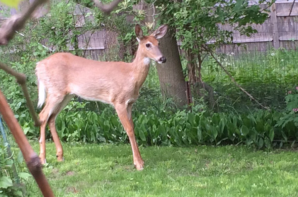 Deer in Roslindale yard