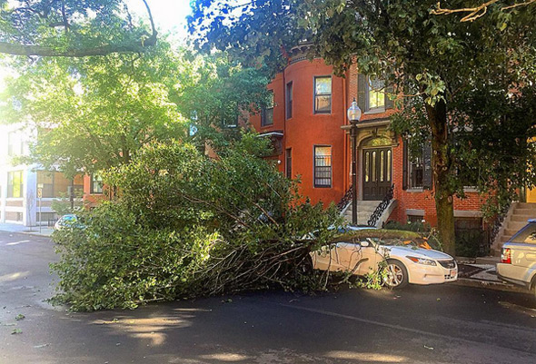 Downed tree in the South End