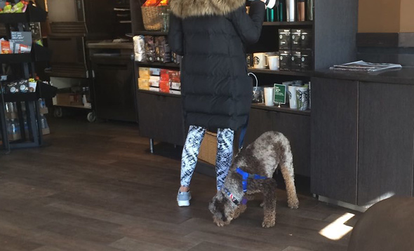 Dog in Starbucks