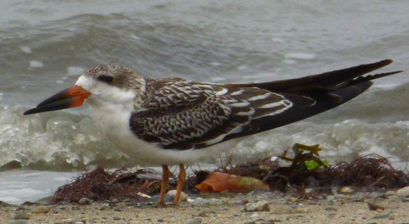 Black skimmer at Wollaston