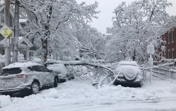 Fallen tree in Brighton