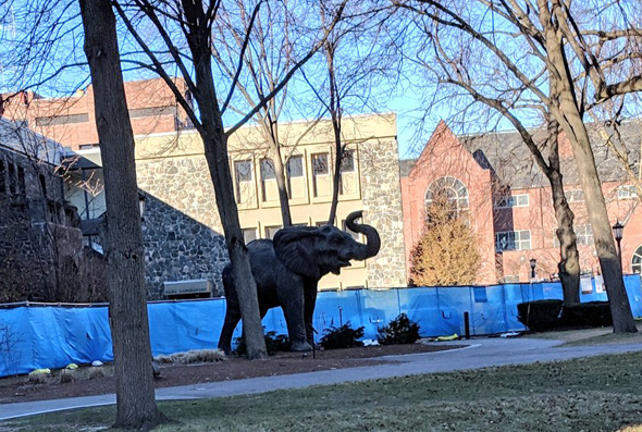 Loose elephant on Tufts University campus