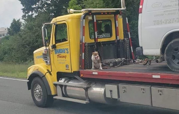 Dog sitting on back of platform truck