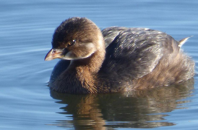 Pied-billed grebe in Jamaica Pond