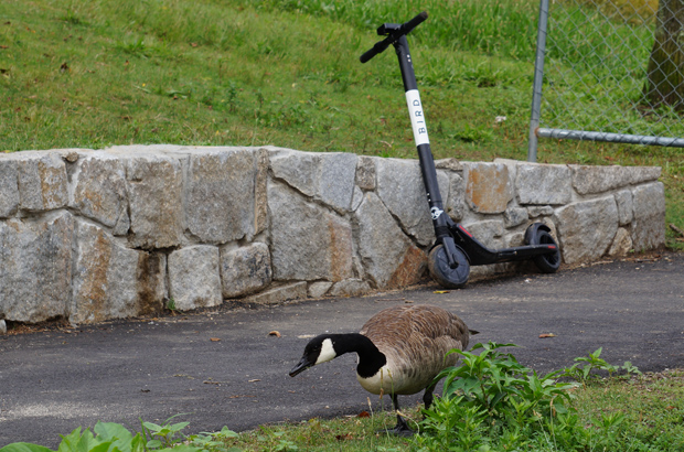 Goose and Bird scooter at Jamaica Pond