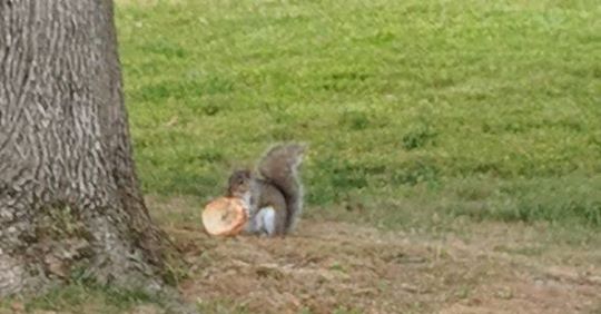 Squirrel eating a bagel in Newton