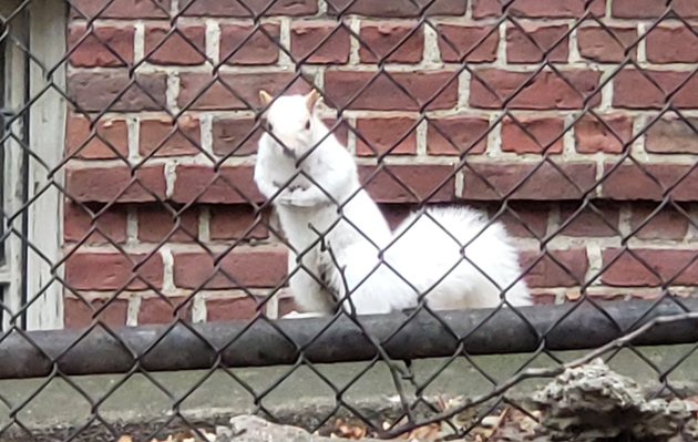 White squirrel on Hawkins Street