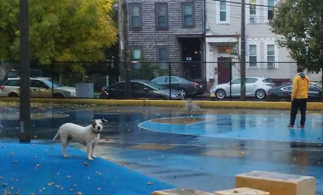 Dogs on playground