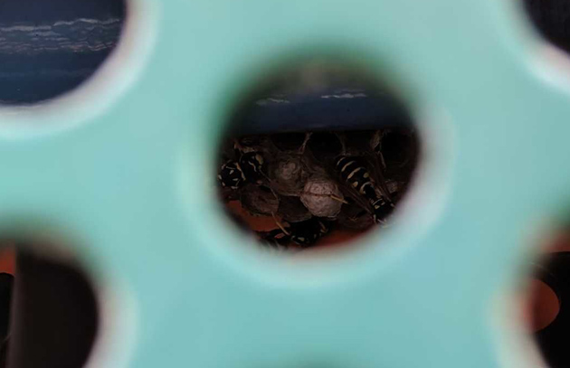 Yellowjackets inside play structure at Jamaica Plain playground