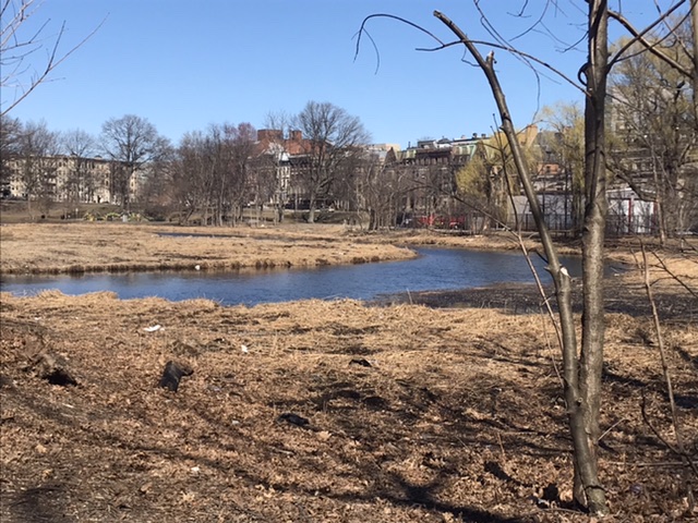 Back Bay Fens without reeds