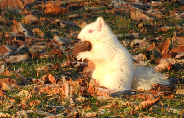 Albino squirrel at Jamaica Pond