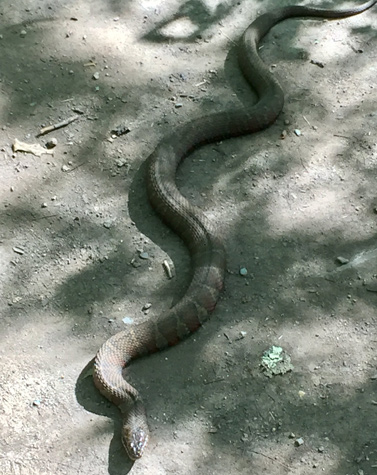 Milk Snake