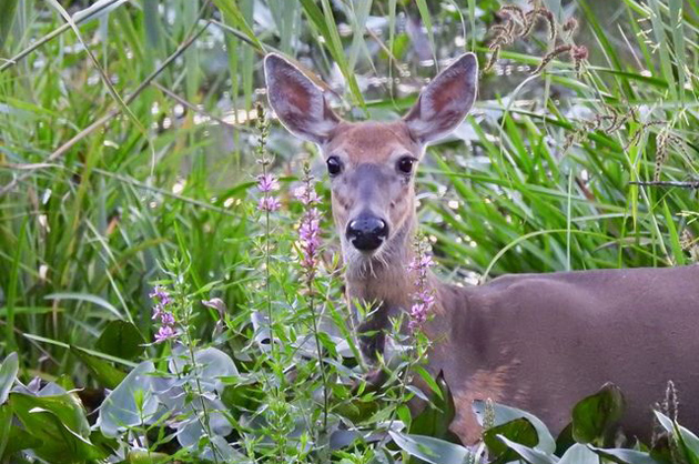 A deer in the early evening