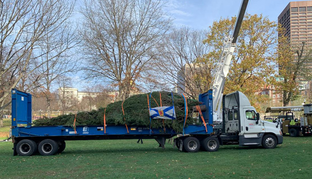 Nova Scotia tree on Boston Common