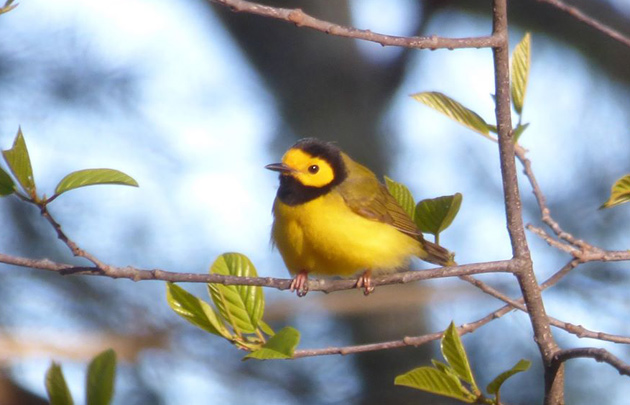 Hooded warbler at Chestnut Hill Reservoir