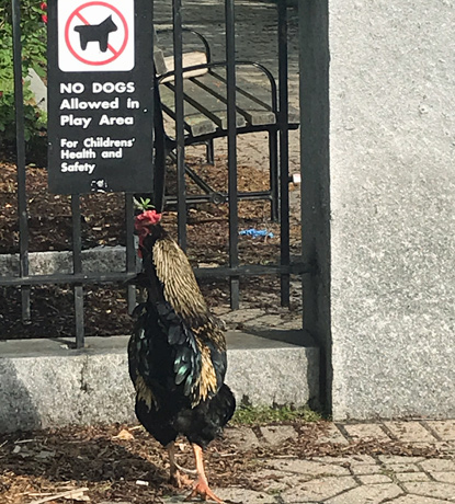 Chicken at Cambridge playground