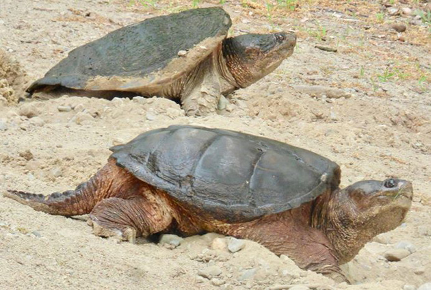 Snapping turtles in West Roxbury