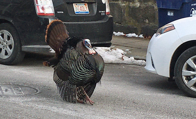 Strutting turkey in Jamaica Plain