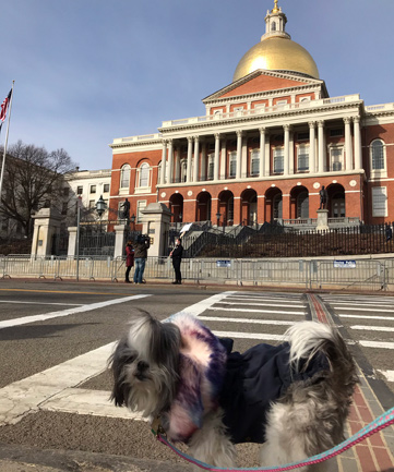 Dog at the State House