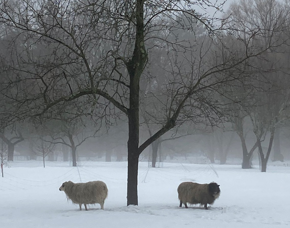 Sheep in the snow in Milton
