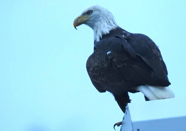 Eagle at Millennium Park
